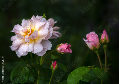 Closeup of flowers of Rosa ' Elizabeth' in a garden in late summer