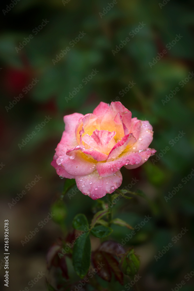 Obraz premium Closeup of flower of Rosa 'Britannia' in a garden in late summer
