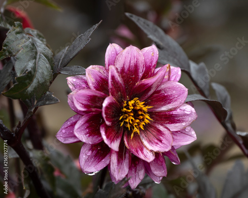 Foto Closeup of flower of Dahlia 'Dreamy Night' in a garden in late summer