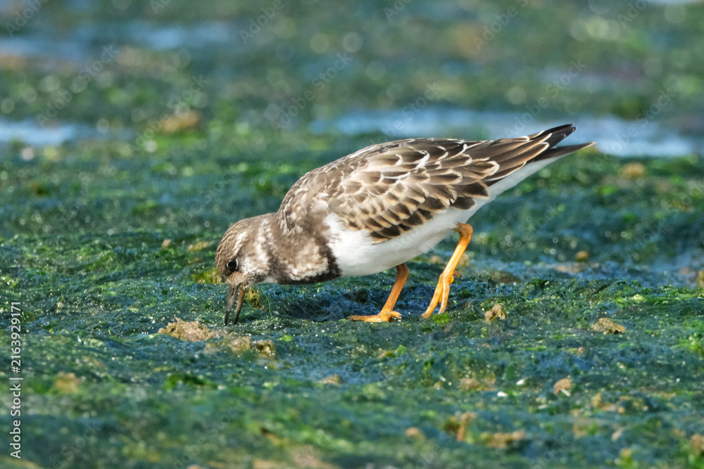 Fototapeta premium Ruddy Turnstone Bird Foraging for Food on Green Mossy Seaweed Beach Habitat