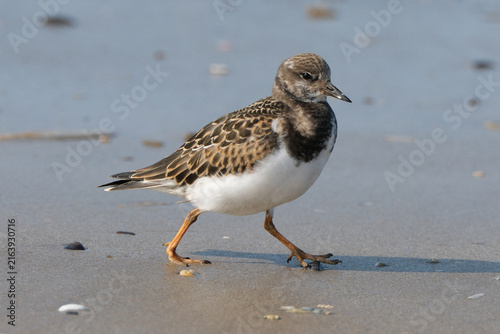 Konstfotografi Ruddy turnstone (Arenaria interpres) walking on a sandy beach, shorebird in natu