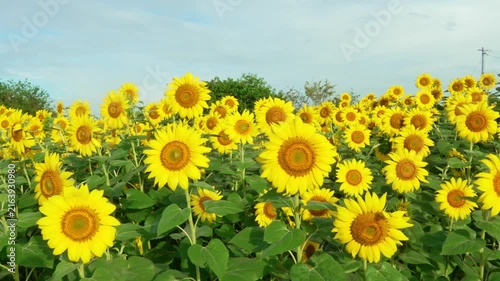 風でゆれるひまわり畑。涼しげにゆれる夏の花
