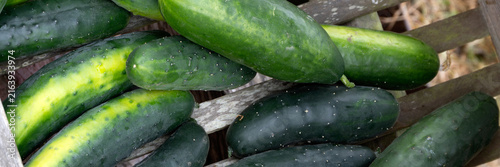 Foto Panorama of newly harvested homegrown Cucumbers in wooden box