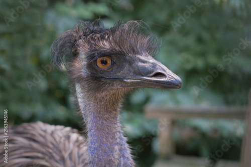An emu, Dromaius novaehollandiae, displays its unique profile, showing off a tousled crown of dark feathers, a prominent orange eye, and blue-skinned neck.