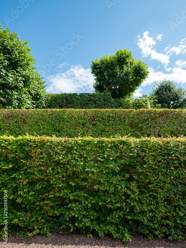 Trimmed hornbeam hedges, Carpinus betulus, and shaped trees in a formal garden under a blue summer sky, creating lush green landscaping with copy space.