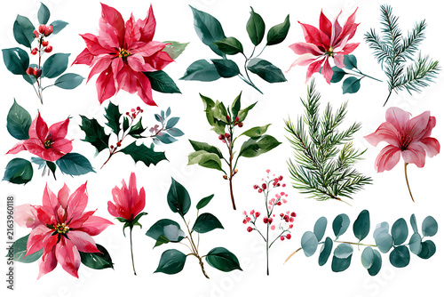 Watercolor christmas floral elements set with poinsettia flowers, holly berries, pine branches and leaves isolated on transparent background
