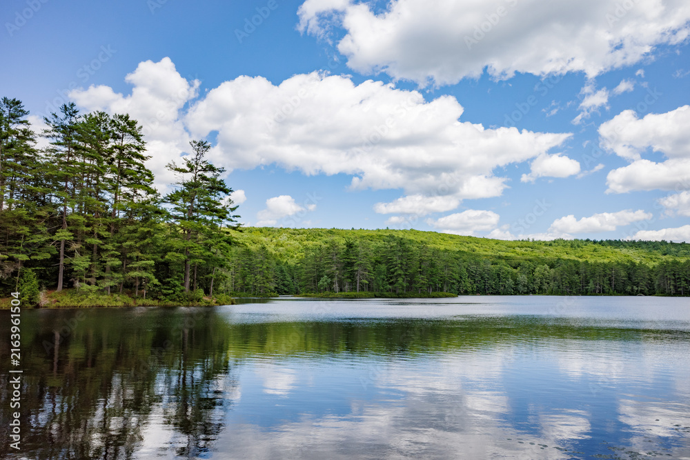 Naklejka premium Serene forest lake on a sunny day