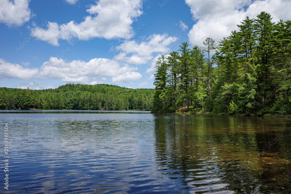 Naklejka premium Tranquil woodland pond under a sunny blue sky