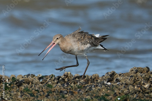 Fotografía Black-tailed godwit (Limosa limosa) walking on a rocky shore, wading bird with o