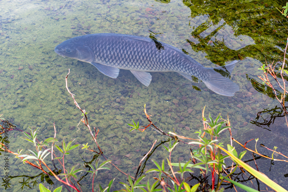 Fototapeta premium Large carp fish swimming in clear water of a green pond.High angle shot of a big common carp or koi carp swimming near the surface. Aquatic nature concept with clear water showing underwater moss, roc