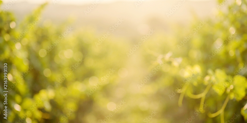 Obraz premium A soft-focus view of a lush vineyard with grapevines basking in warm sunlight, creating a serene and tranquil atmosphere in nature.