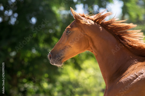 Horse with long mane portrait in motion