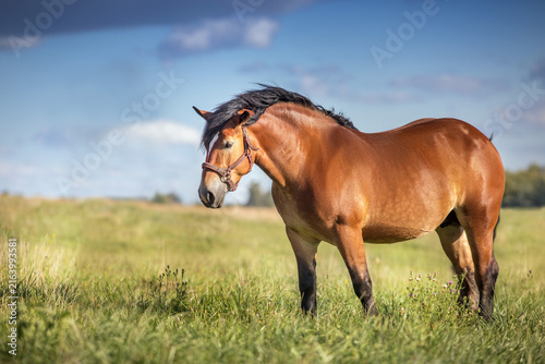 Bay draft horse close up portrait