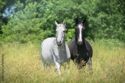 Black and white horses