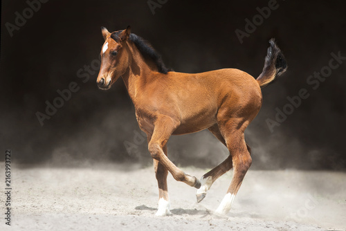 Horse run in dust