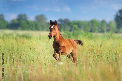 Little foal run free