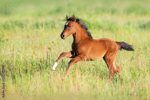 Little foal run free