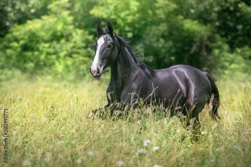 Horse free run on field