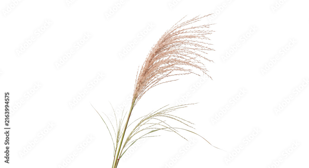Naklejka premium Delicate Pampas Grass Plume with Wispy Seed Heads on White Background