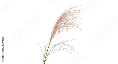 Obraz na plátne Delicate Pampas Grass Plume with Wispy Seed Heads on White Background