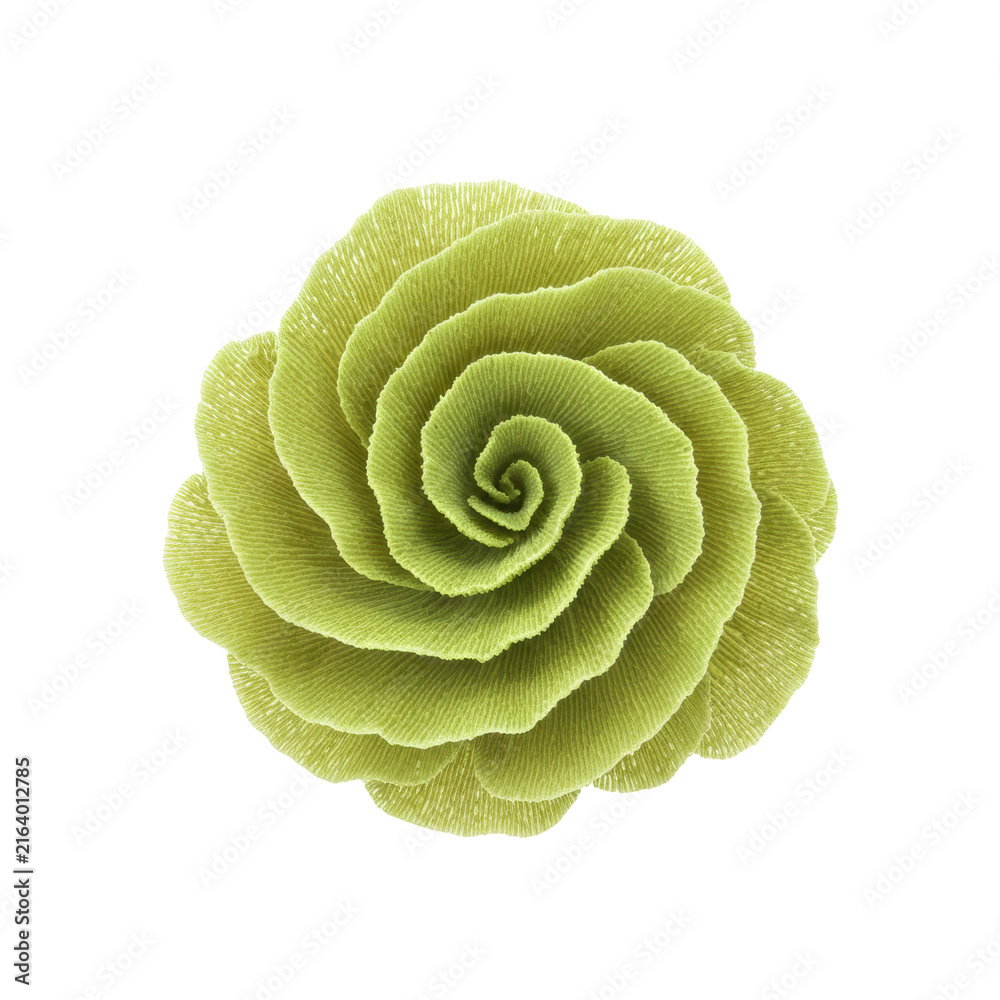 Obraz premium Top View of a Beautiful Lime Green Decorative Flower