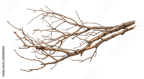 Obraz na plátně Intricate network of bare tree branches against a stark white background