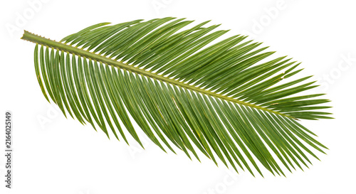 Vibrant green cycad leaf with intricate pinnate structure on a white background