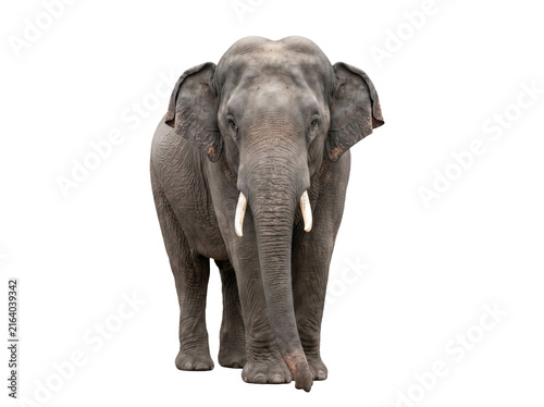 Full body portrait of an African elephant isolated on a white background