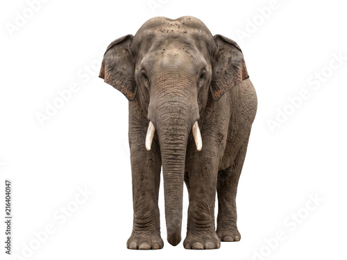 Isolated realistic 3D elephant model cutout on transparent background for design and illustration