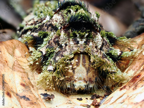 Foto Scalloped hazel moth (Odontopera bidentata) caterpillar