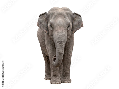 Full body portrait of an Asian elephant standing isolated on a white background.