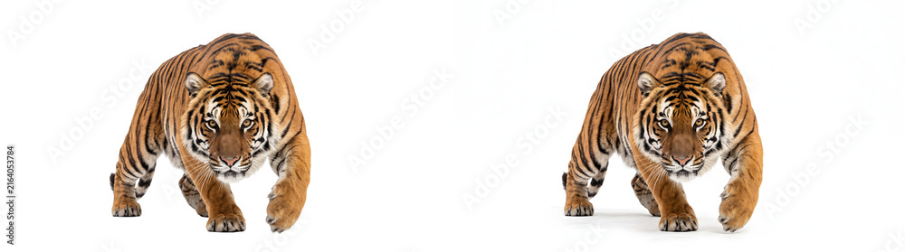 Fototapeta premium Tiger prowls forward with intense stare and orange striped fur in powerful stance, PNG, Transparent and White Background Versions for wildlife design