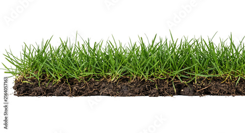 Foto Healthy green grass with visible roots and soil on a white background