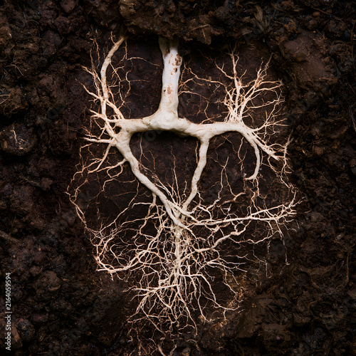 Root Network Growth