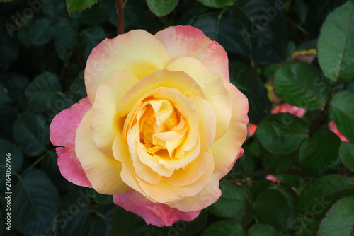 Rosa amarilla y rosa floreciendo espectacularmente en un jardín