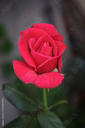 Rosa Roja de Sant Jordi con hermosa composición en un jardín