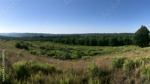Serene Forest Landscape