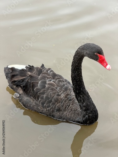 Photography black and white swan