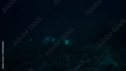 Underwater Bioluminescence Glowing Organisms in Deep Ocean Video Frames