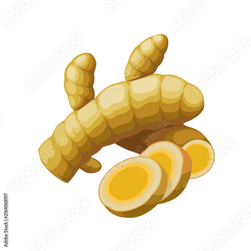 Vector illustration of Curcuma mangga rhizome, with slices, isolated on white background.