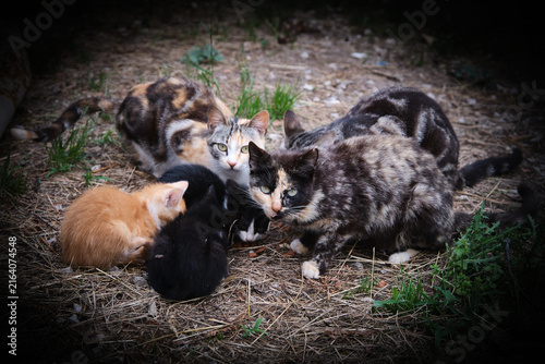Familia de gatos alimentándose. Gatitos protegidos por la camada bajo la protección de los su madre y el resto de gatos