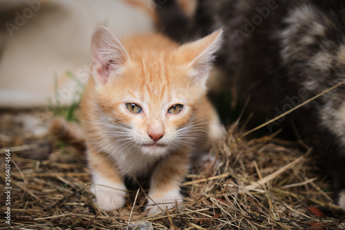Gatito atigrado amarillo mira con miedo y preocupación al fotógrafo mientras da sus primeros pasos