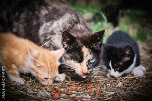 Dos gatitos al cuidado de su madre comiendo en el suelo, mientras si madre controla la situación