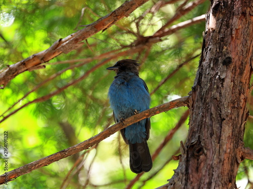 Steller's jay (Cyanocitta stelleri) perched on a pine tree branch in Yosemite National Park, California, United States