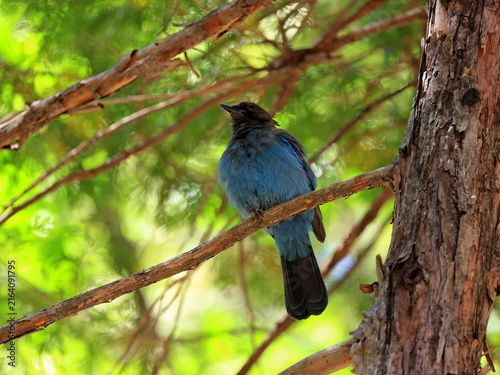 Steller's jay (Cyanocitta stelleri) perched on a pine tree branch in Yosemite National Park, California, United States