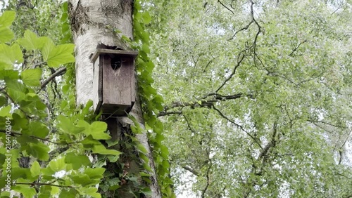 Wooden birdhouse attached to a tree with green foliage surrounding it, creating a serene outdoor environment filled with nature