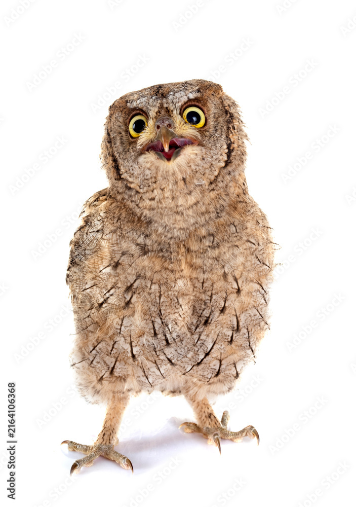 Obraz premium Eurasian scops owl