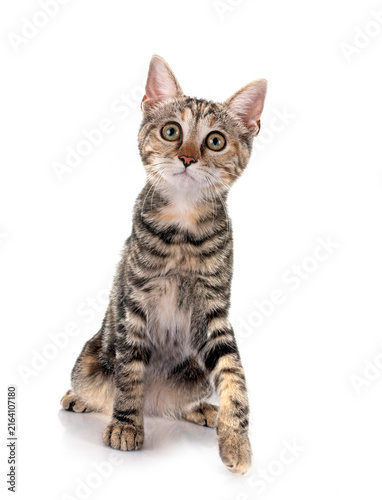 Fotografie little cat in studio