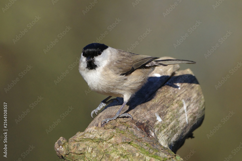 Fototapeta premium Marsh Tit Bird (Poecile palustris) Perched on a Tree Branch in Wild Nature
