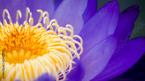Fotografía Close-up of purple-blue petals and dense, curly bright yellow stamens